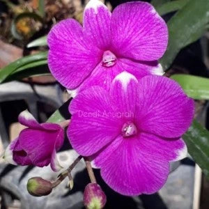 Dendrobium Mini Banyen 3 Lip - Blooming Size