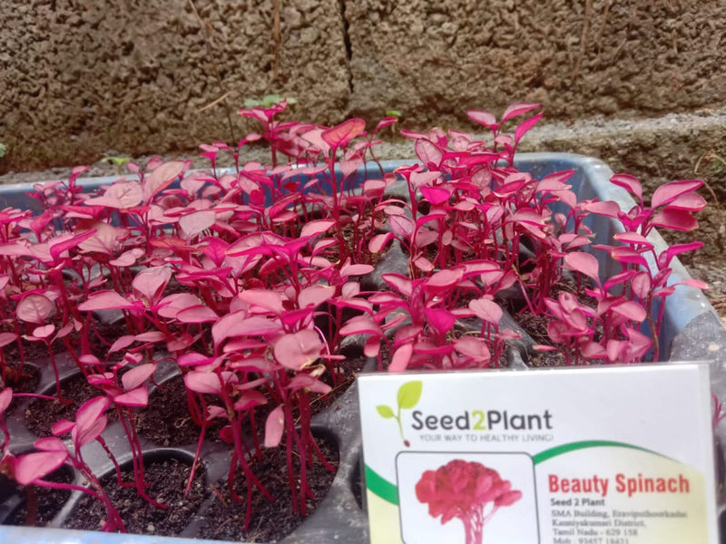 Organic Beauty Spinach Seeds (Pattu Cheera)- Open Pollinated