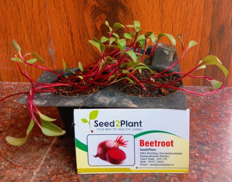 Organic Beetroot Seeds - Open Pollinated