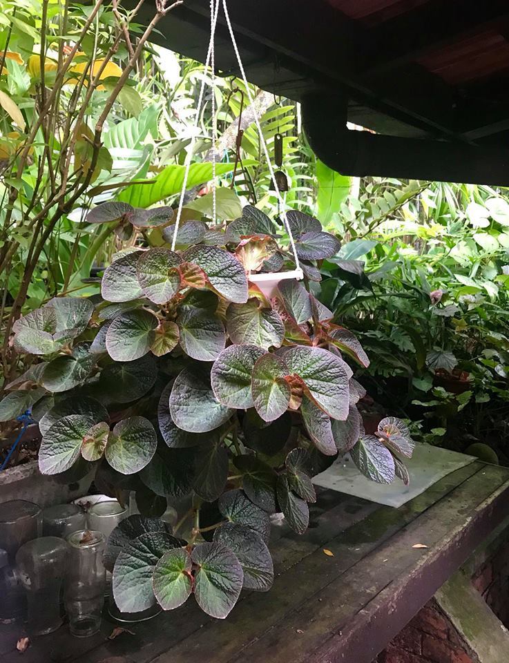 Begonia Manaus Plant