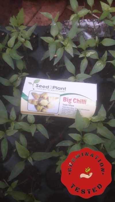 Organic Big Chilli (Thondan Mulaku) Seeds - Open Pollinated