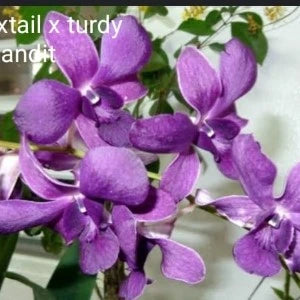 Dendrobium Blue Foxtail X Turdy Bandit (Seedling)