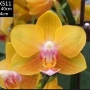 Phalaenopsis Brother Sara Gold X Tzu Chaing Orange - Blooming Size