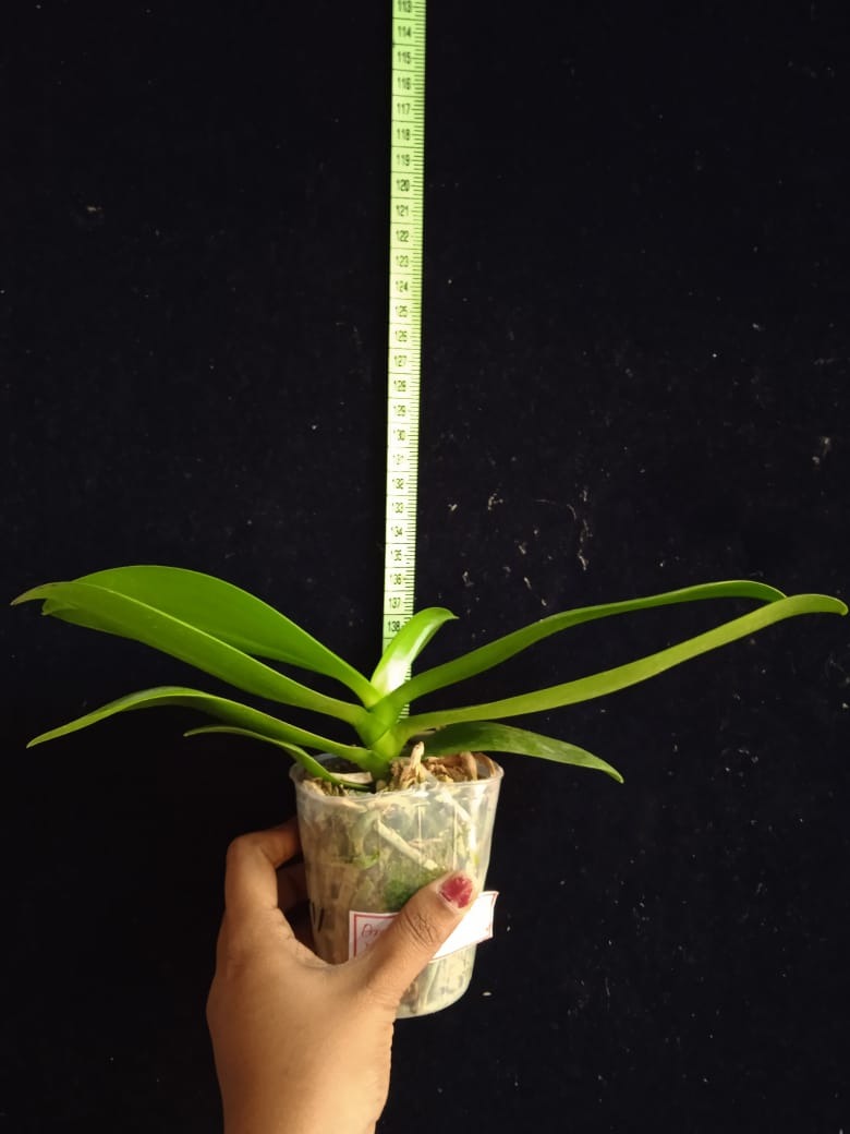 Phalaenopsis Brother Sara Gold X Tzu Chaing Orange - Blooming Size