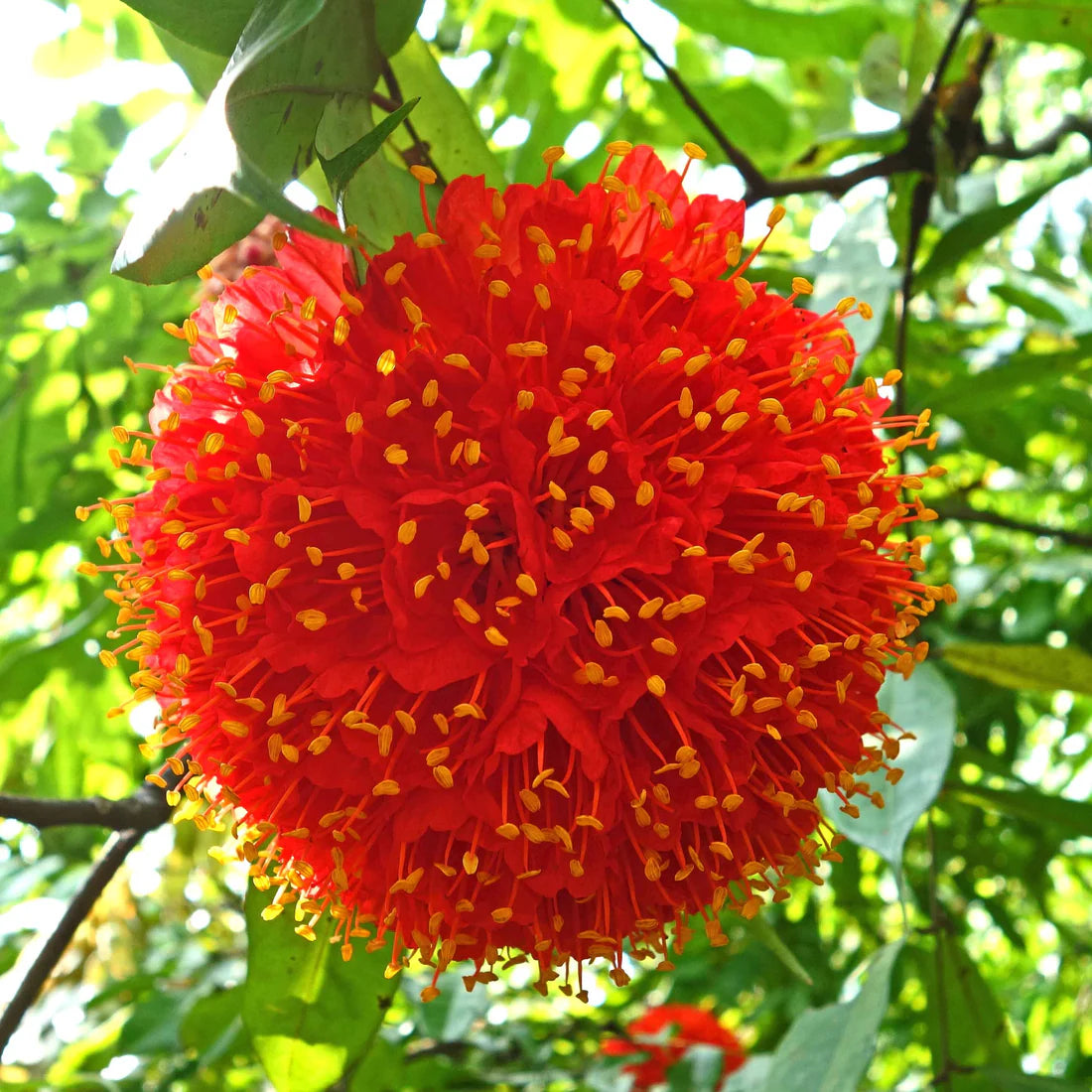 Rose of Venezuela Layered Live Flowering Plant (Brownea)