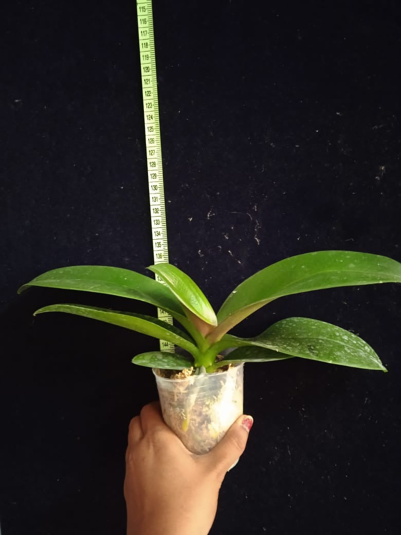 Phalaenopsis Brownie - Blooming Size