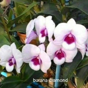 Dendrobium Burana Diamond (Seedling)