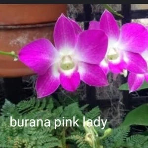 Dendrobium Burana Pink Lady(Seedling)