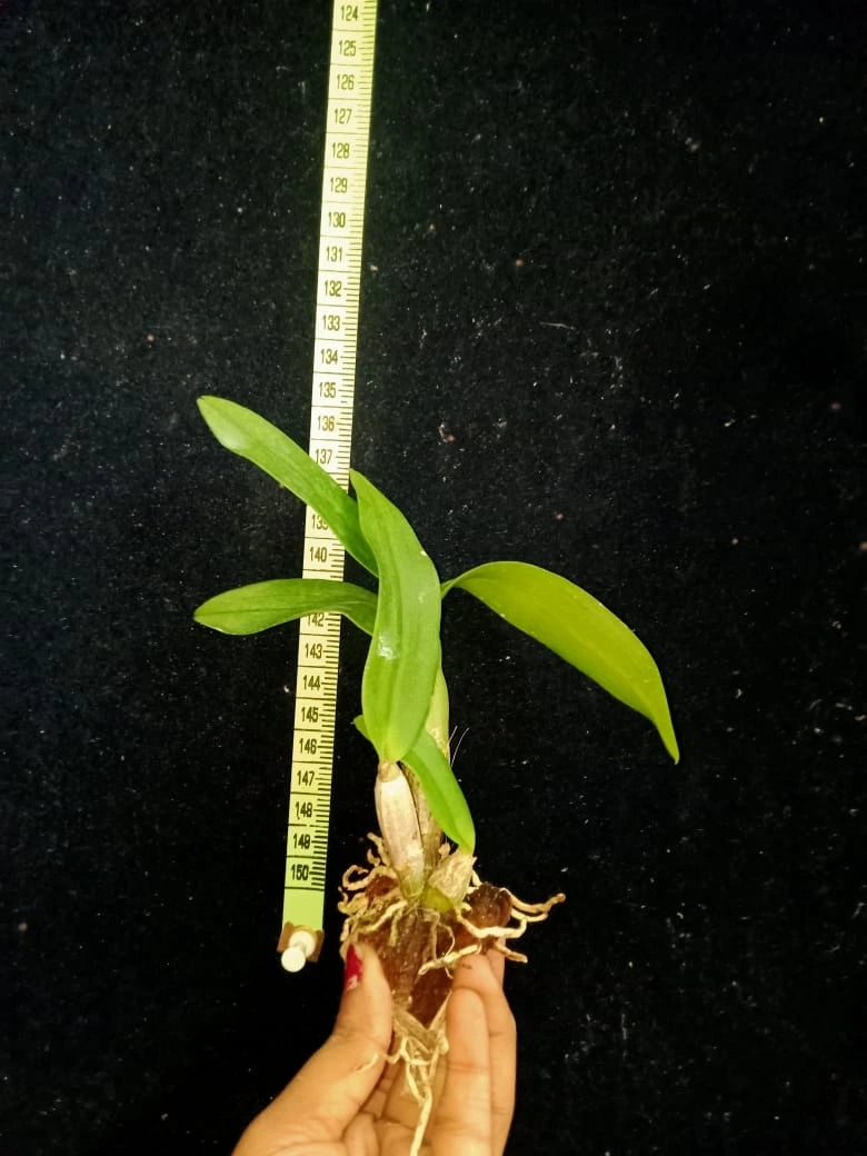 Dendrobium Burana Pink Lady(Seedling)