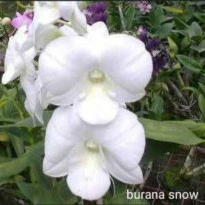Dendrobium Burana Snow (Seedling)