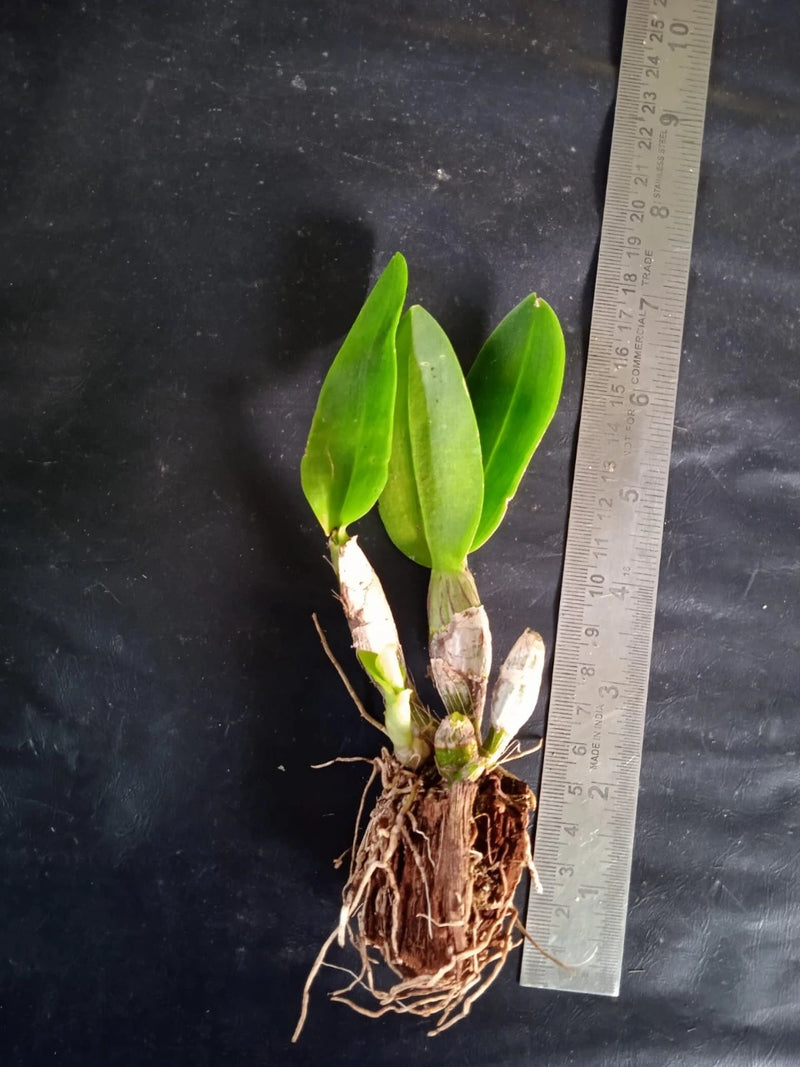 Dendrobium Burana Surprise (Seedling)