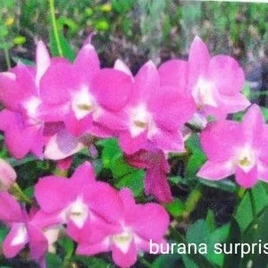 Dendrobium Burana Surprise (Seedling)