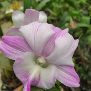 Dendrobium Candy Stripe x Humming Butterfly - Blooming Size