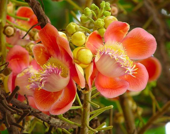 Cannonball / KailashPati (Naga lingam) Tree Layered Live Plant