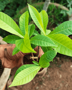 Cannonball / KailashPati (Naga lingam) Tree Layered Live Plant