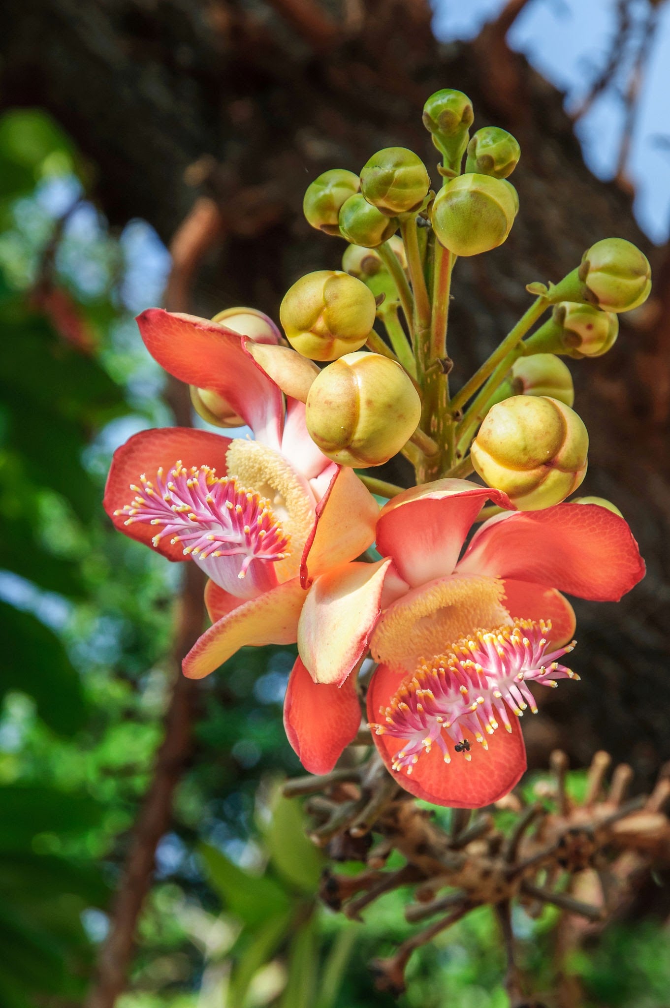 Cannonball / KailashPati (Naga lingam) Tree Layered Live Plant