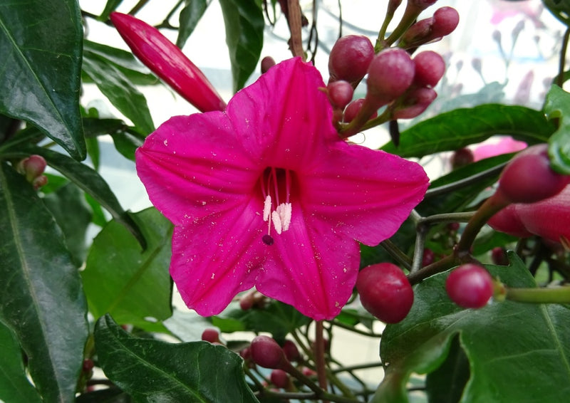 Cardinal Creeper (Ipomoea Horsfalliae) Grafted Live Plant