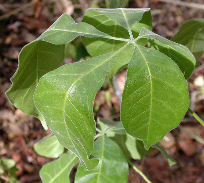 Wooly Leaved Sapote (Casimiroa Tetrameria)