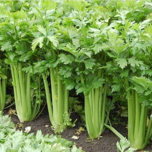 Organic Celery Seeds - Open Pollinated