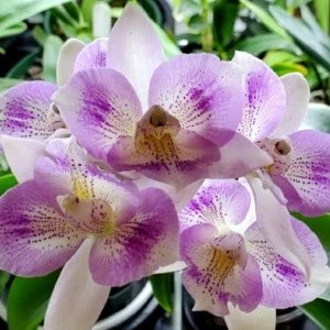 Cattleya Chantilly Lace - Blooming Size