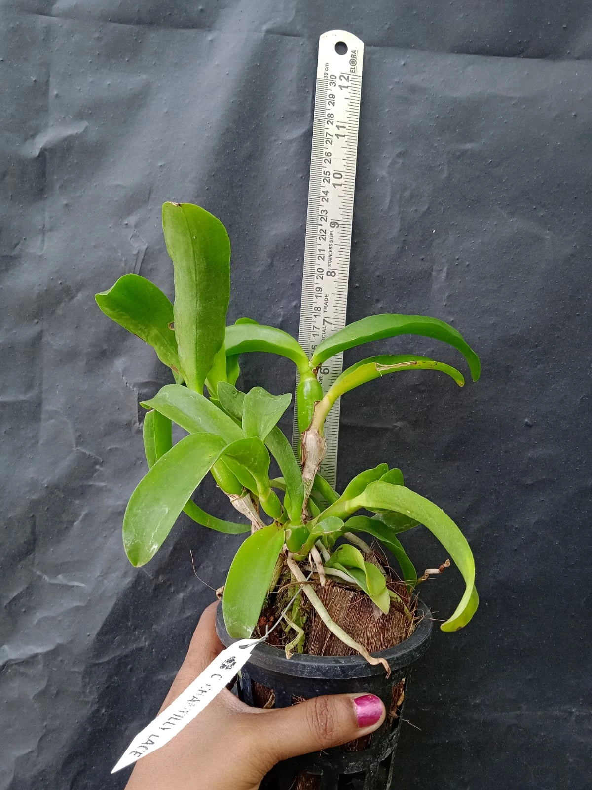 Cattleya Chantilly Lace - Blooming Size