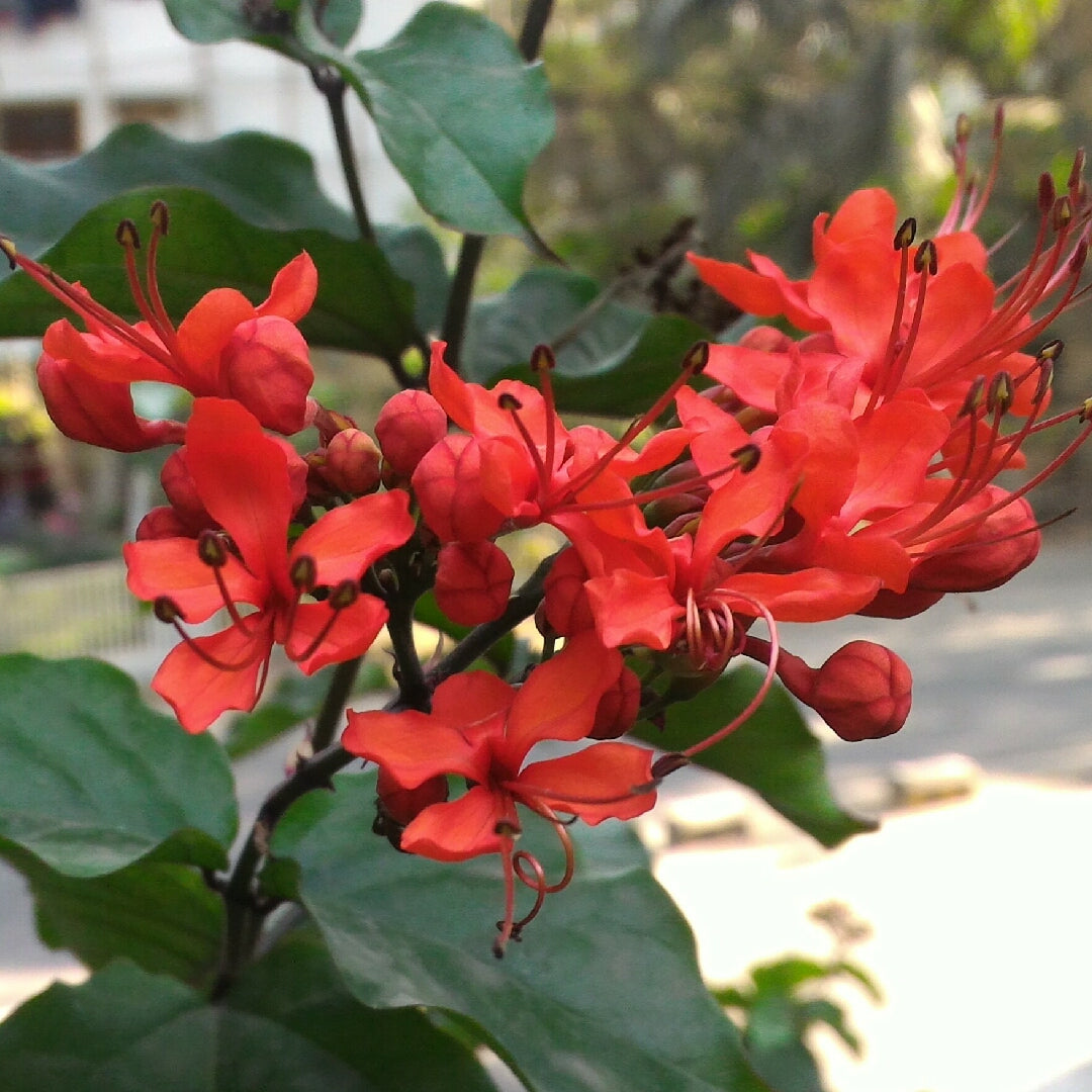 Flaming Glorybower Live Plant