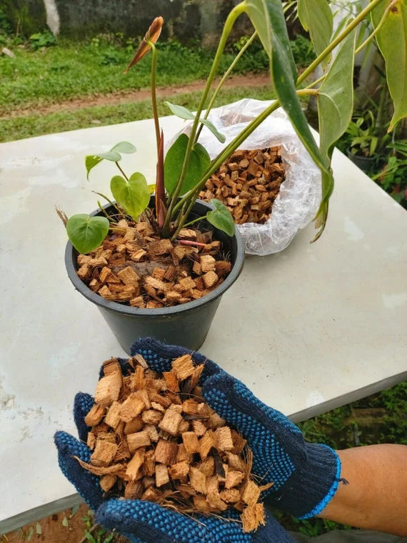 Coconut Chips (Treated) for Orchids