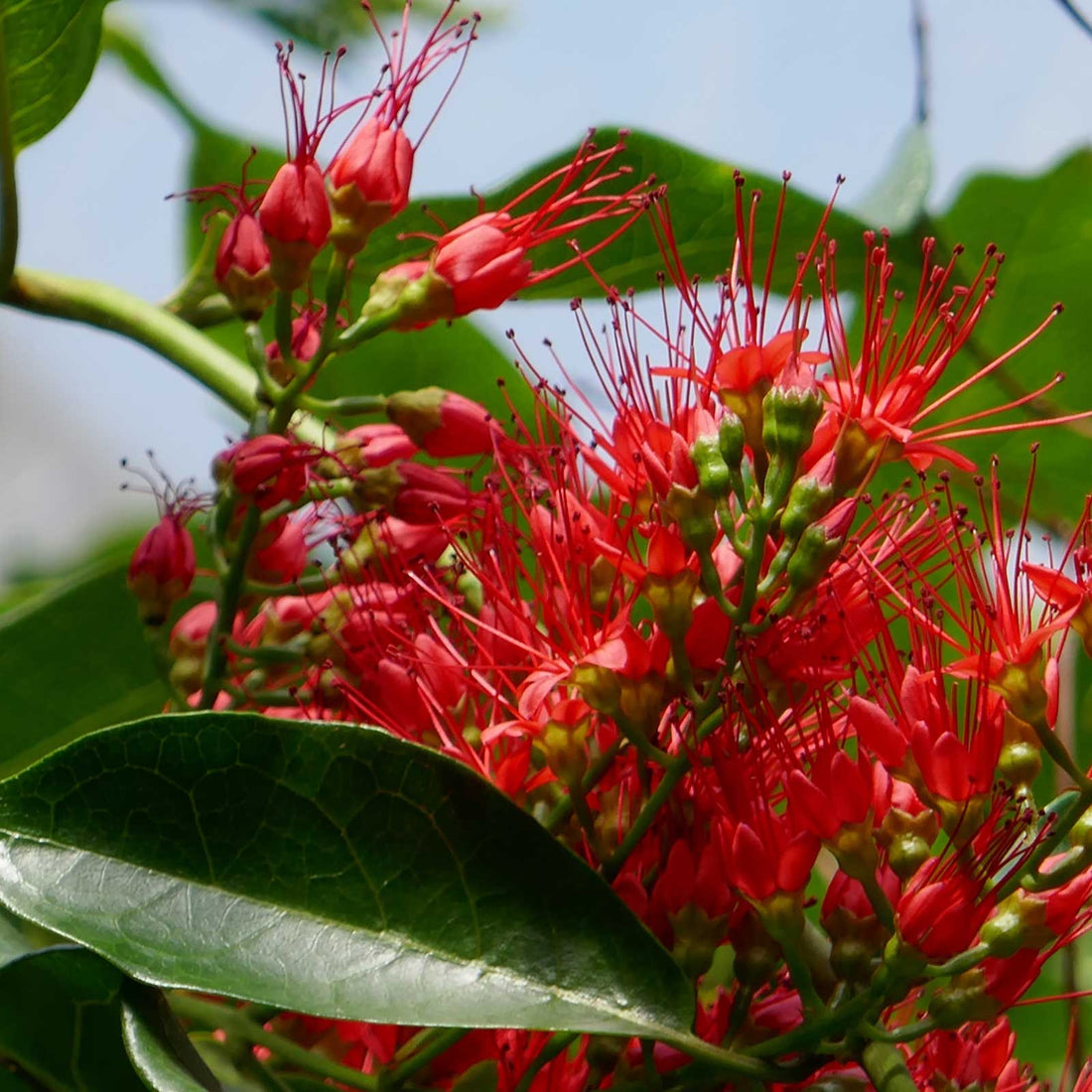 Combretum Coccineum Live Plant