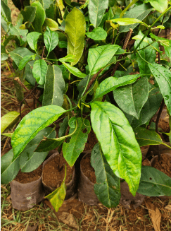 Combretum Coccineum Live Plant