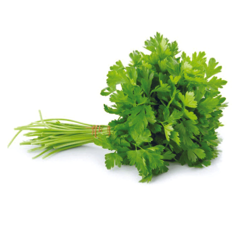 Organic Coriander Leaves Seeds - Open Pollinated