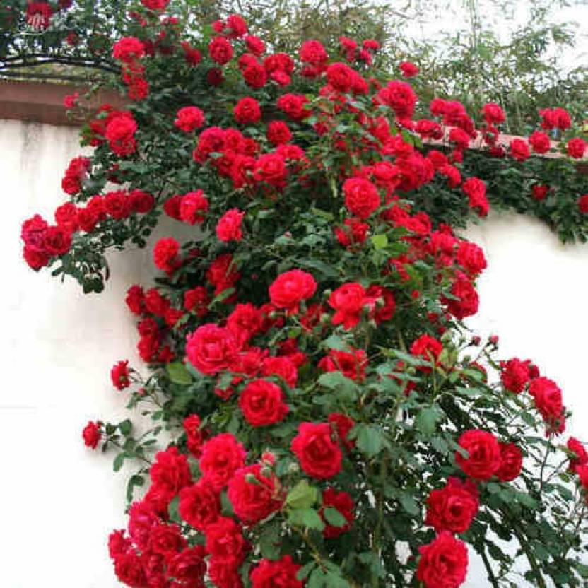 Red Creeper/Climber Rose Live Plant