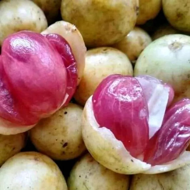 Mafai Fruit Live Plant (Baccaurea Racemose)