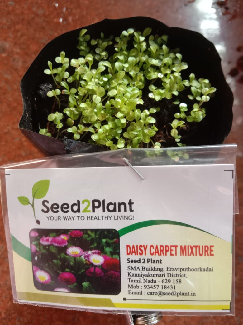 Daisy Carpet Mixture Seeds