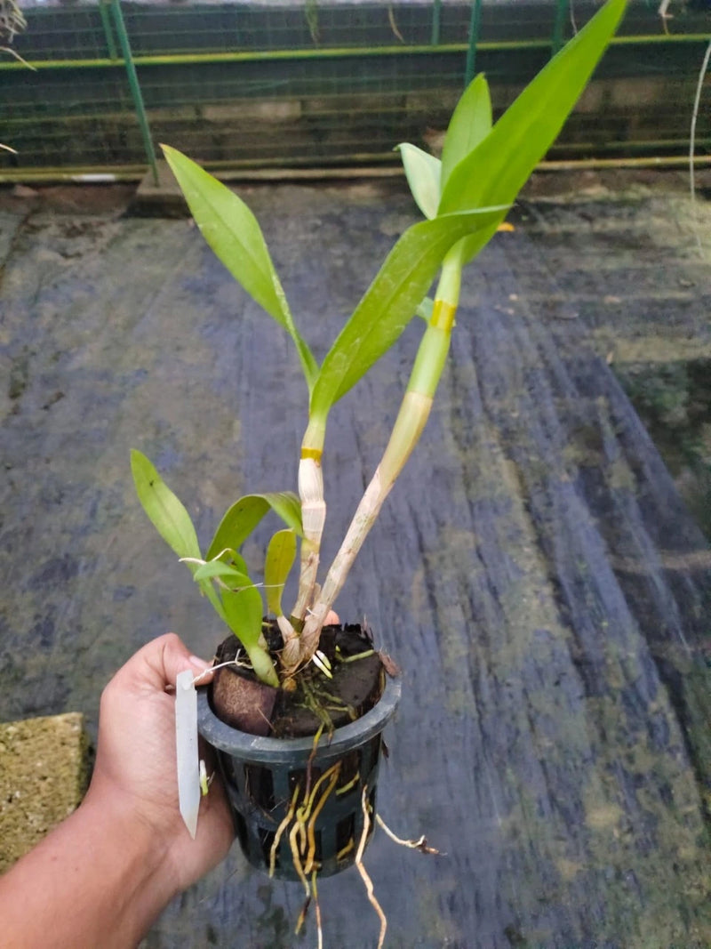 Dendrobium Darly - Blooming Size