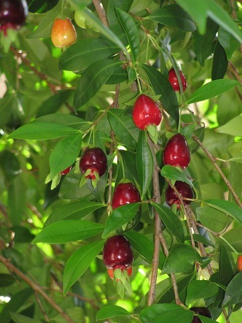Cherry of De Rio Grande Live Plant (Eugenia Involucrata)