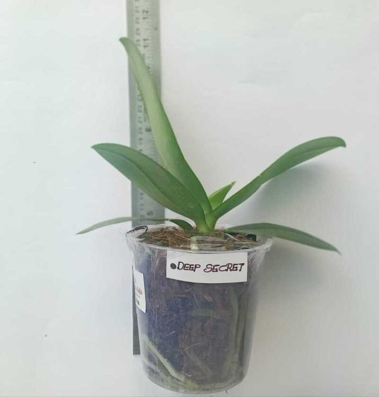 Phalaenopsis Deep Secret - Blooming Size