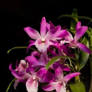 Dendrobium Rainbow Dance - Blooming Size