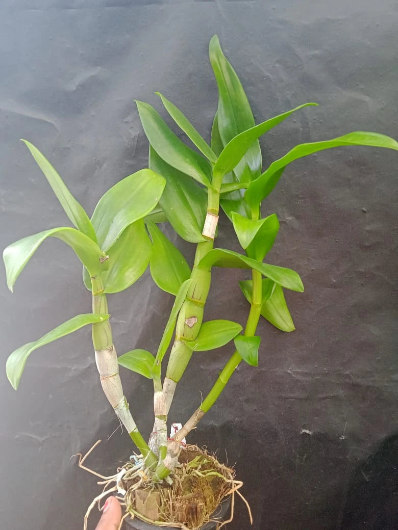 Dendrobium Dolly Twist - Blooming Size