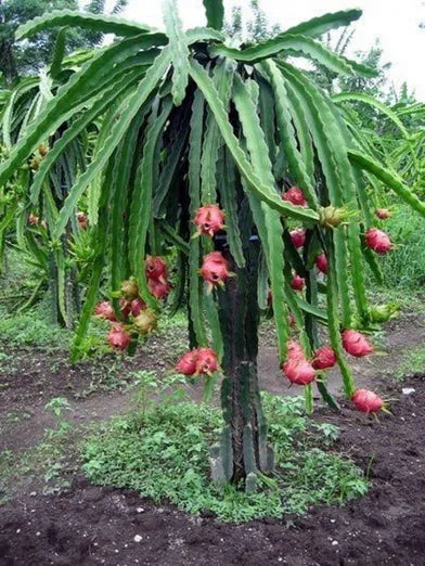 Dragon Fruit Orginal Red Sweet Variety Rooted Plant