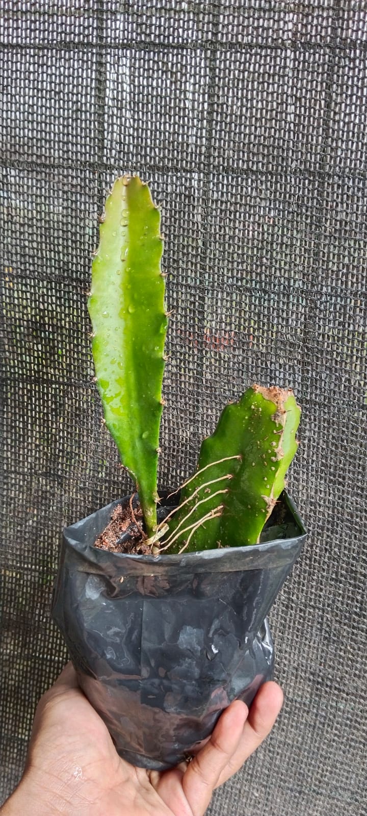 Dragon Fruit Orginal Red Sweet Variety Rooted Plant