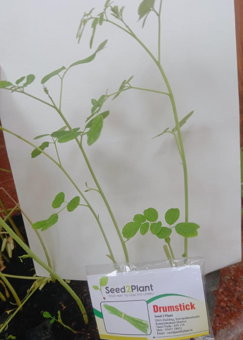 Organic Drumstick (Sedi Murungai) Plant Seeds - Open Pollinated