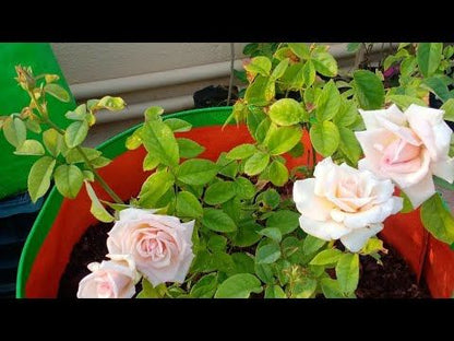 7 Days Rose Live Plant - Pink