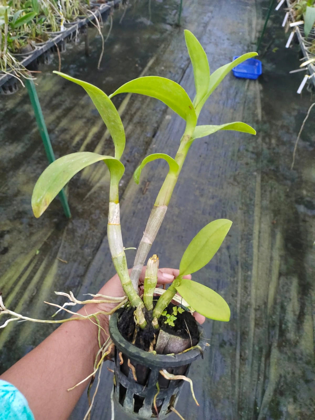 Dendrobium Golden Bell - Blooming Size