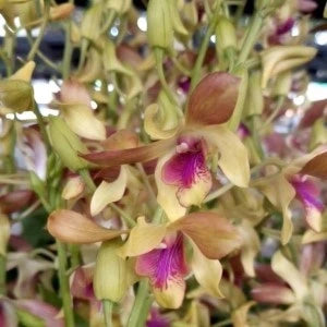 Dendrobium Golden Parrot - Blooming Size