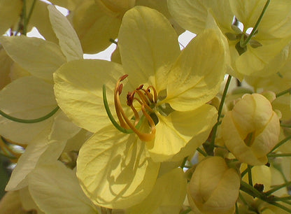 Canadian Konna, Golden Shower Tree, Amaltas Live Plant
