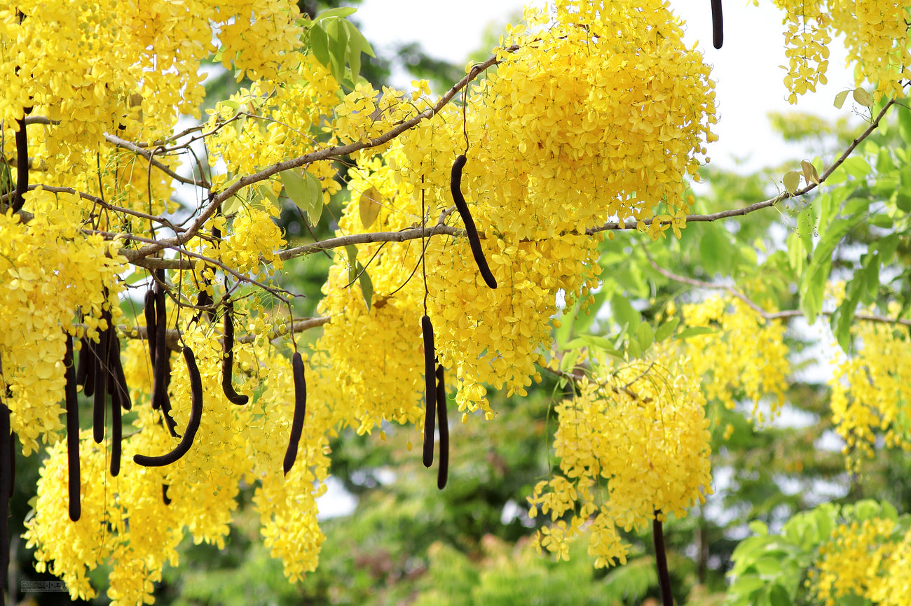 Amaltas : Health Benefits, Uses, Dosage and Side Effects