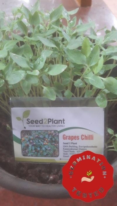 Organic Grapes Chilli Seeds - Open Pollinated