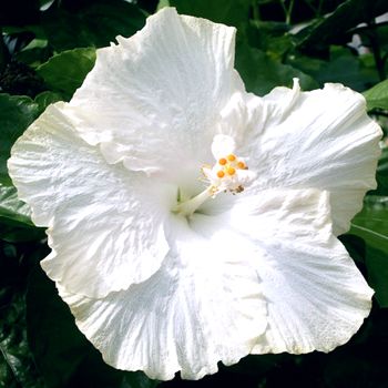 Hibiscus White Hybrid - Flowering Plant