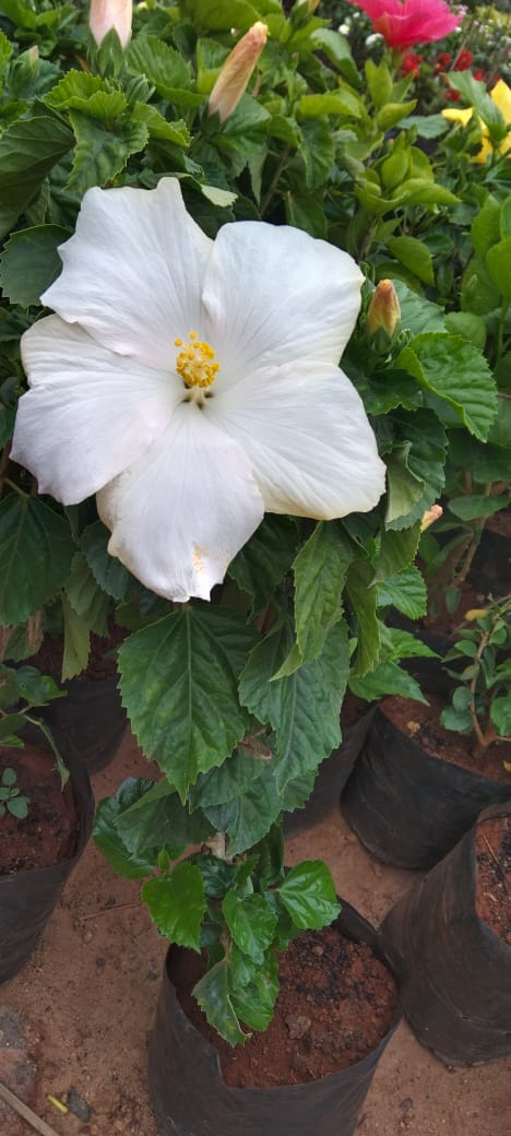 Hibiscus White Hybrid - Flowering Plant