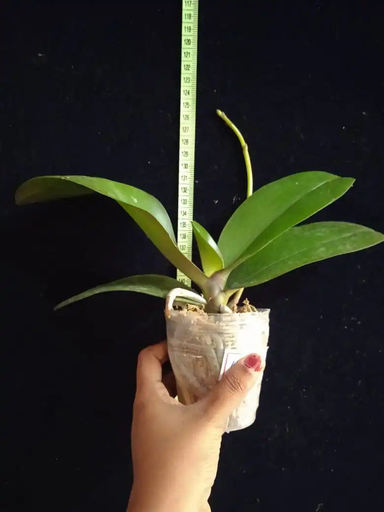 Phalaenopsis Hsing Fortune Star - Blooming Size